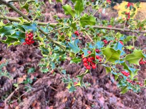 Winter Holly Bringing Colour to dark December Days