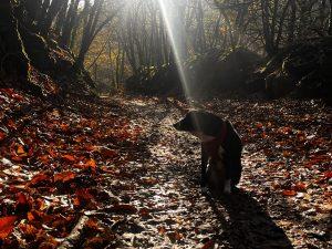 Walking in the Woods in December